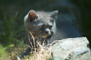 BRITISH SHORTHAIR C013